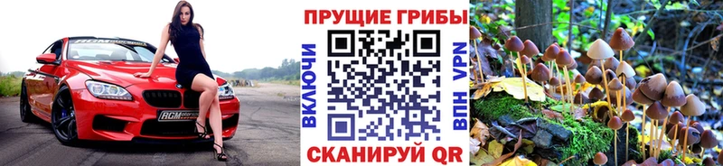 Псилоцибиновые грибы GOLDEN TEACHER  Купить  Курчалой 